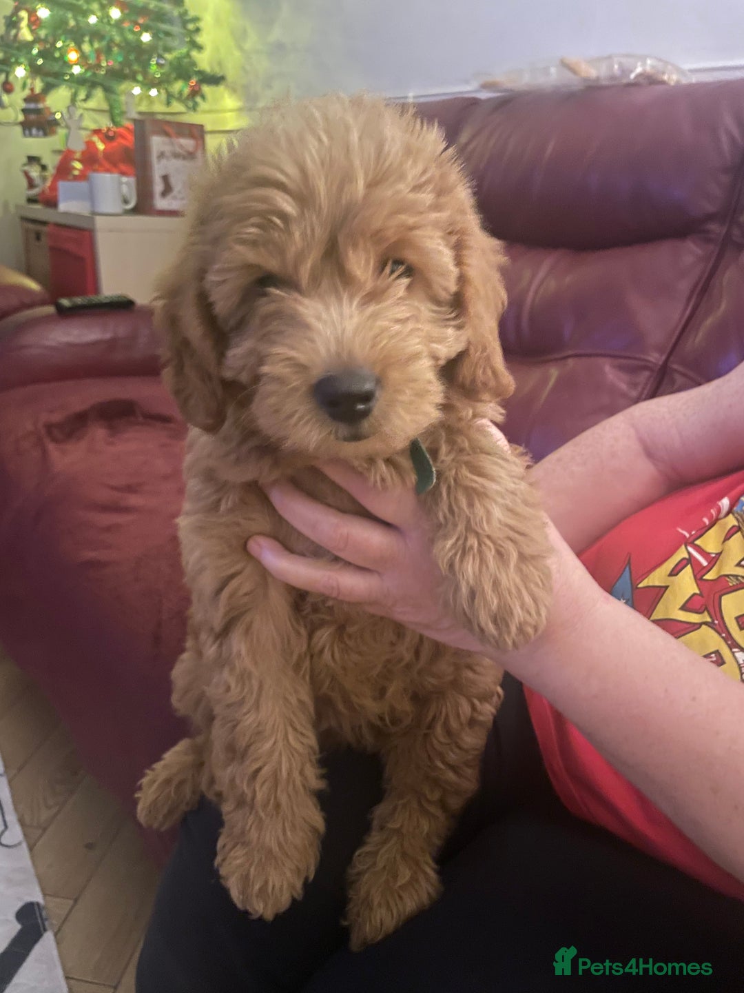 Labradoodle dogs for sale: Miniature Labradoodle - Advert 1