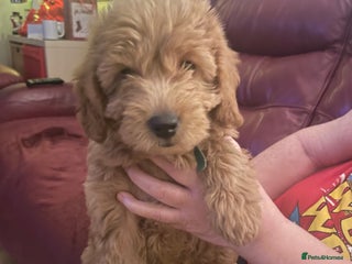 Labradoodle dogs Miniature Labradoodle - Advert 14