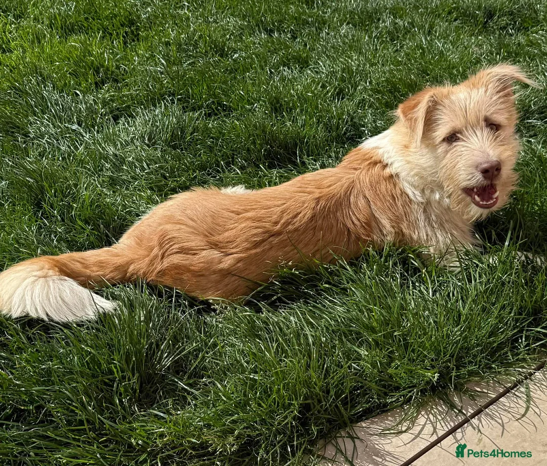 Mixed Breed dogs for adoption: Waffles  - Advert 4