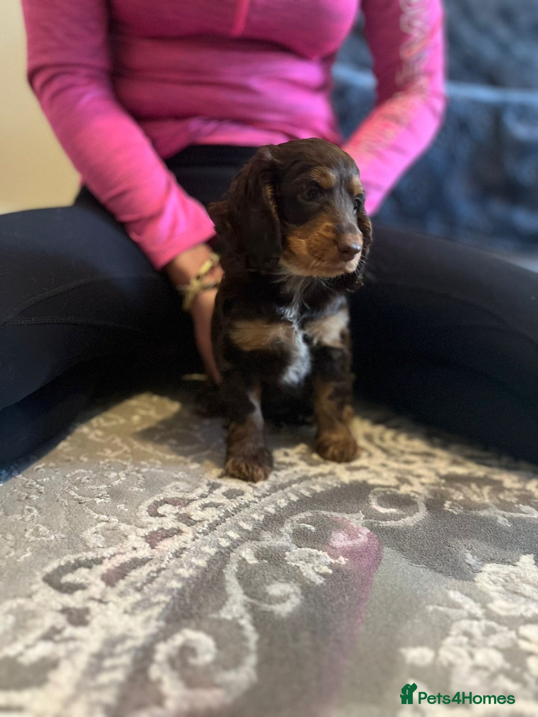 Cockapoo dogs for sale: Stunning F2 cockapoo puppies available 😍  - Image 12