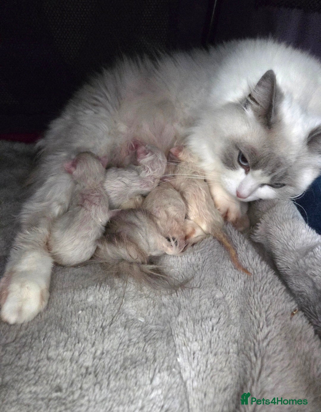 Ragdoll cats for sale: REGISTERED PEDIGREE RAGDOLL KITTENS BLUE  - Advert 9