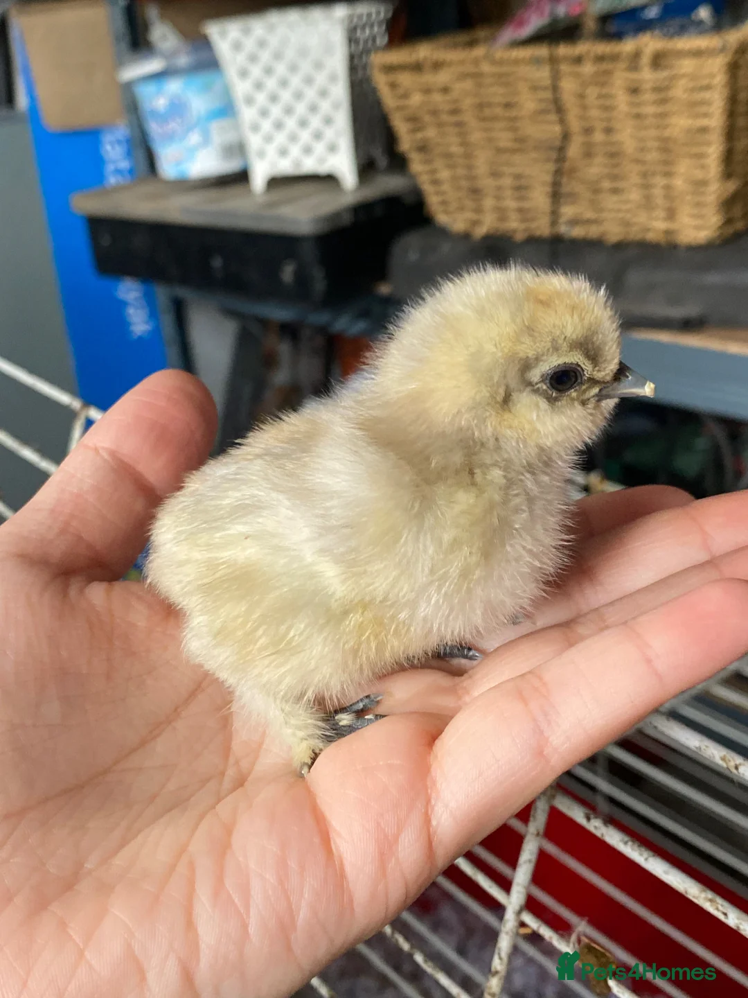 Chickens poultry for sale: Pure breed Silkie hens hatching eggs and chicks  in Manchester - Advert 15