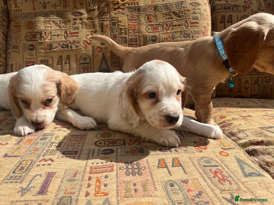 Cocker Spaniel dogs for sale: Stunning working cockers  - Image 5