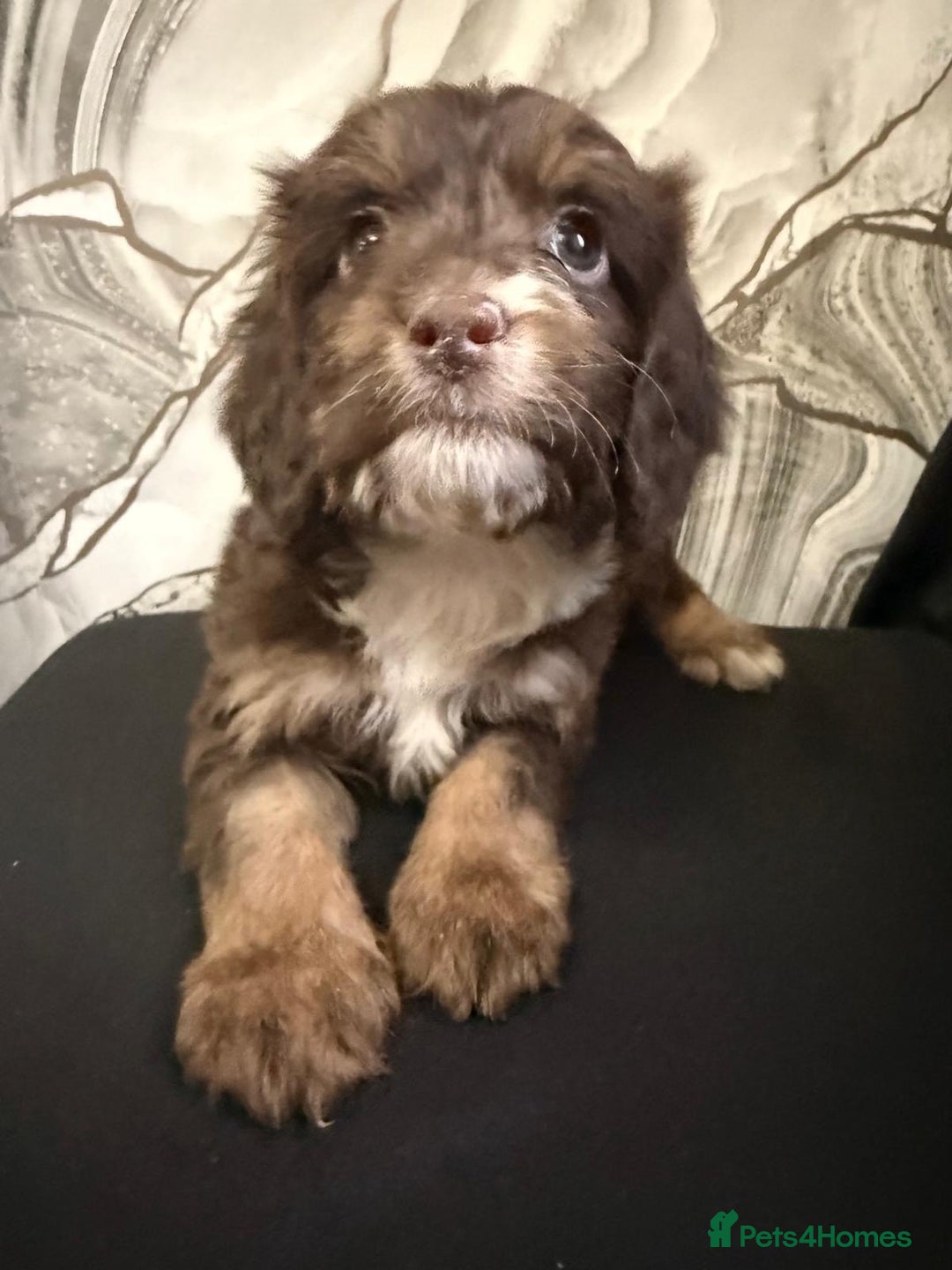 Cockapoo dogs for sale: Beautiful puppies - Advert 2