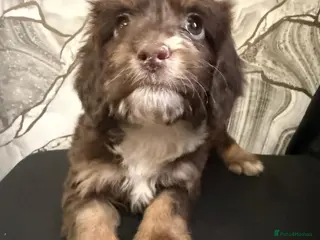 Cockapoo dogs Beautiful puppies - Advert 11