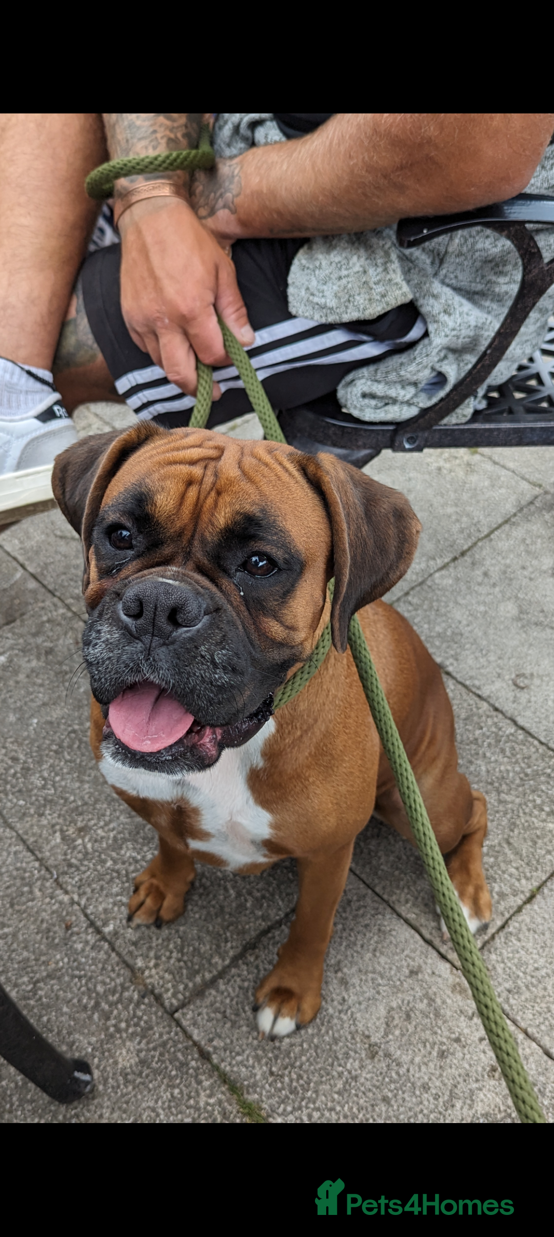 Boxer dogs Beautiful black mask bobtail/tailed boxer puppies  - Advert 1