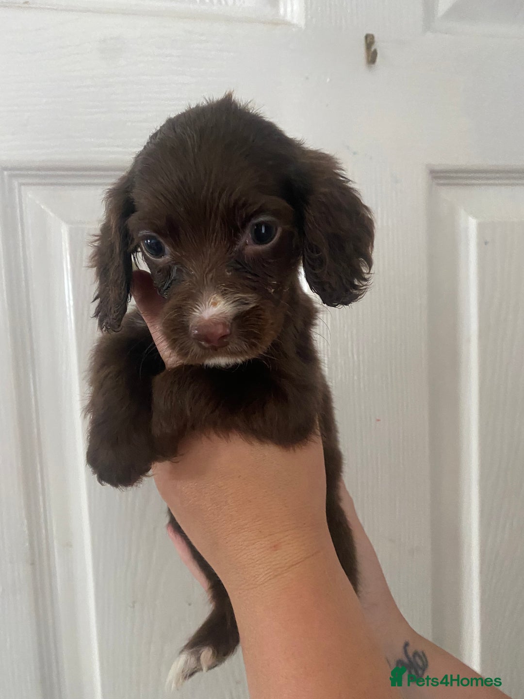 Cocker Spaniel dogs for sale: Merl cocker spaniel puppies  - Image 14