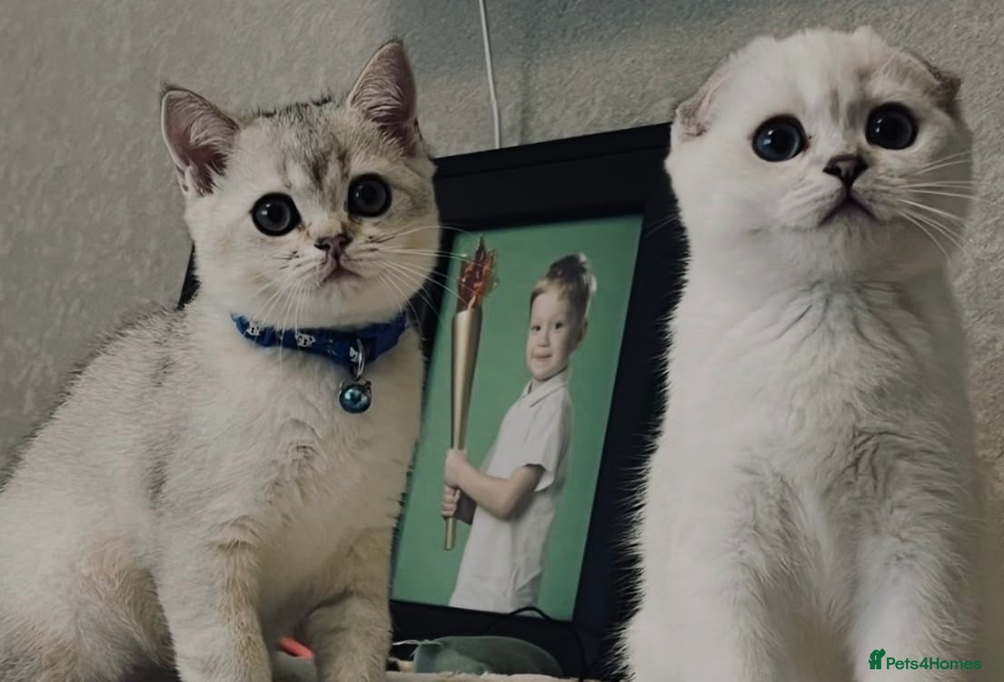 Scottish Fold cats for sale: TICA Registered Scottish Fold Kittens - Advert 20
