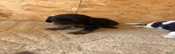 Cavalier King Charles Spaniel dogs for sale: Full bred choc carriers CKCS puppy’s  - Advert 10
