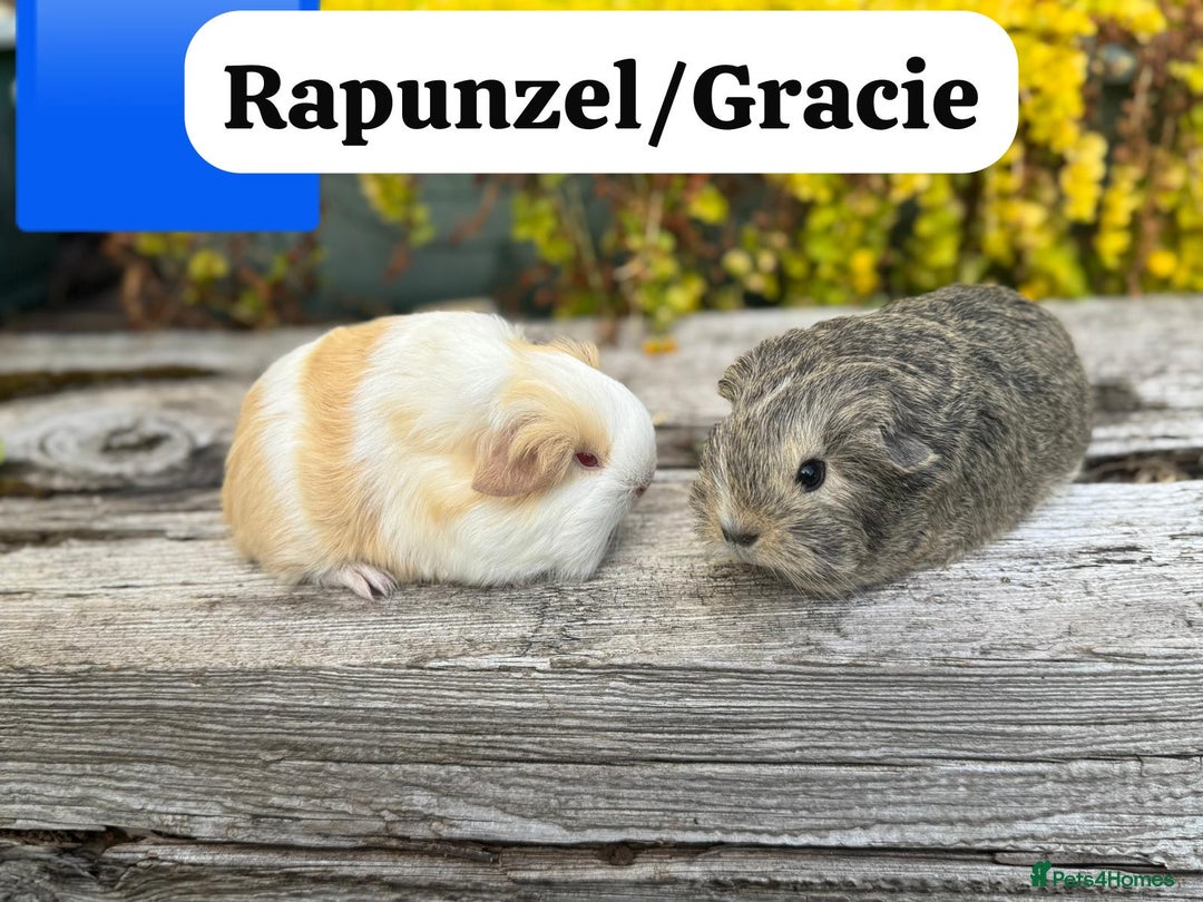 Guinea Pig rodents for sale: Baby guinea pigs available now. Sheffield. - Image 26