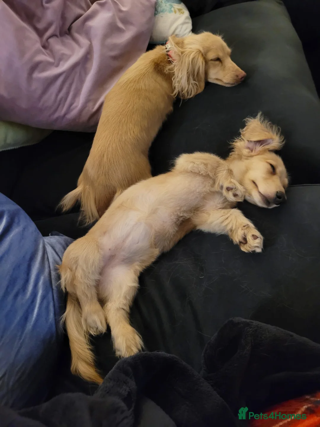 Miniature Dachshund dogs for stud: Quality Cream Long Haired Mini Dachshund in Launceston - Advert 9