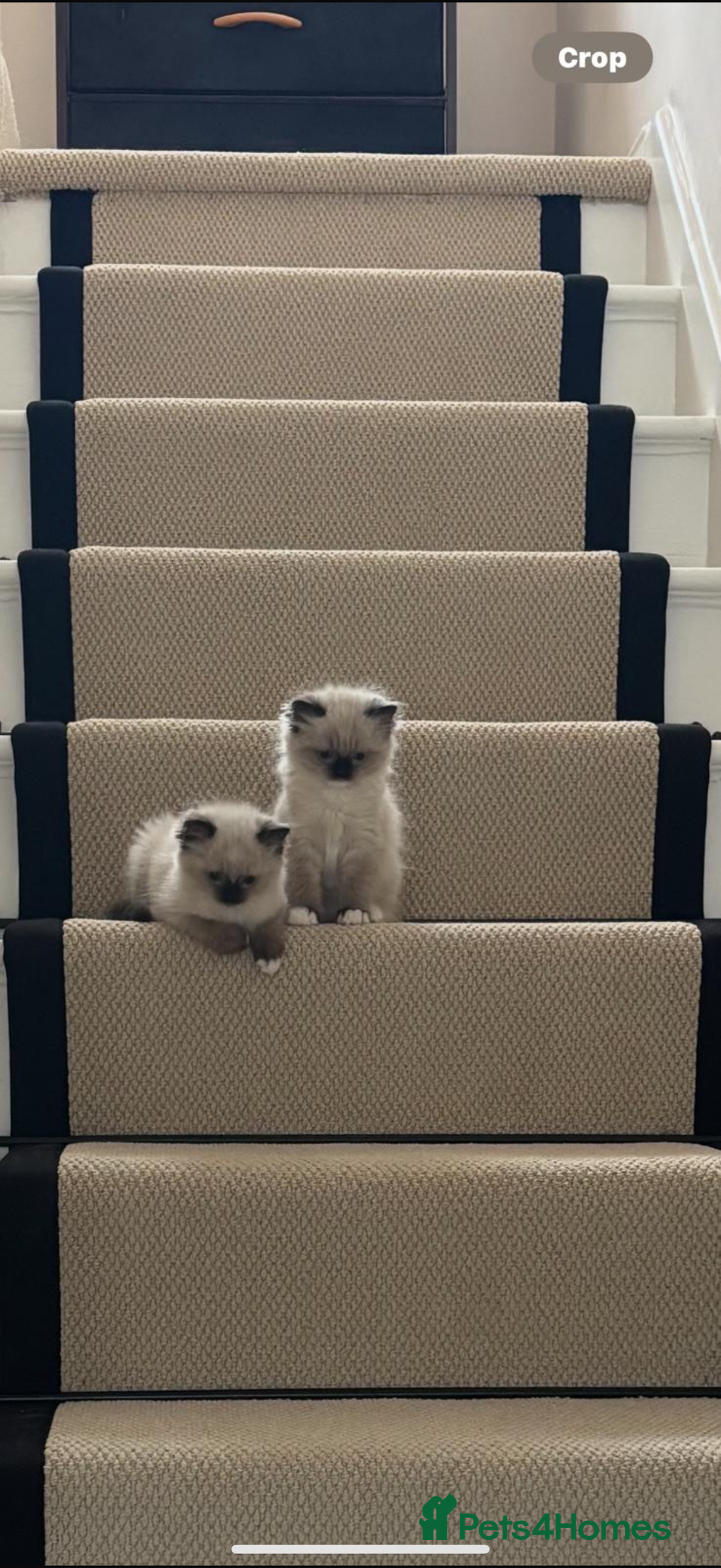 Ragdoll cats for sale: Ready now ✨ Two remaining pure ragdoll kittens - Image 6