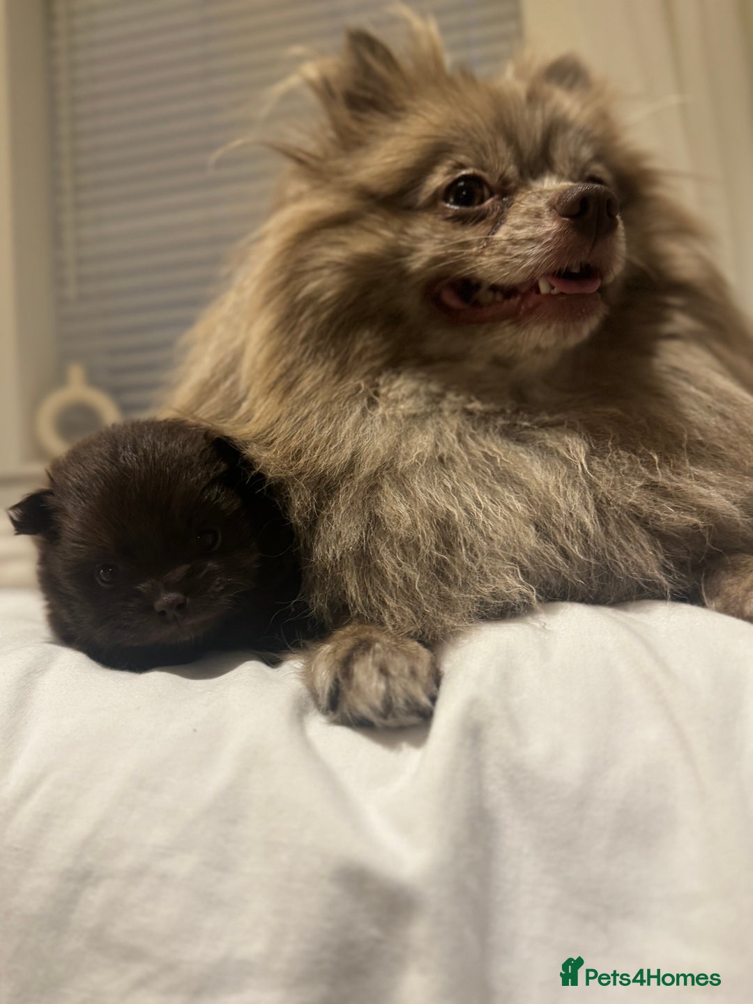 Pomeranian dogs for sale: *READY 24th Dec! x2 small boy poms for sale - Advert 8