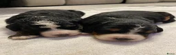Bernedoodle dogs for sale: Beautiful Tri colour bernedoodle puppies  - Advert 14