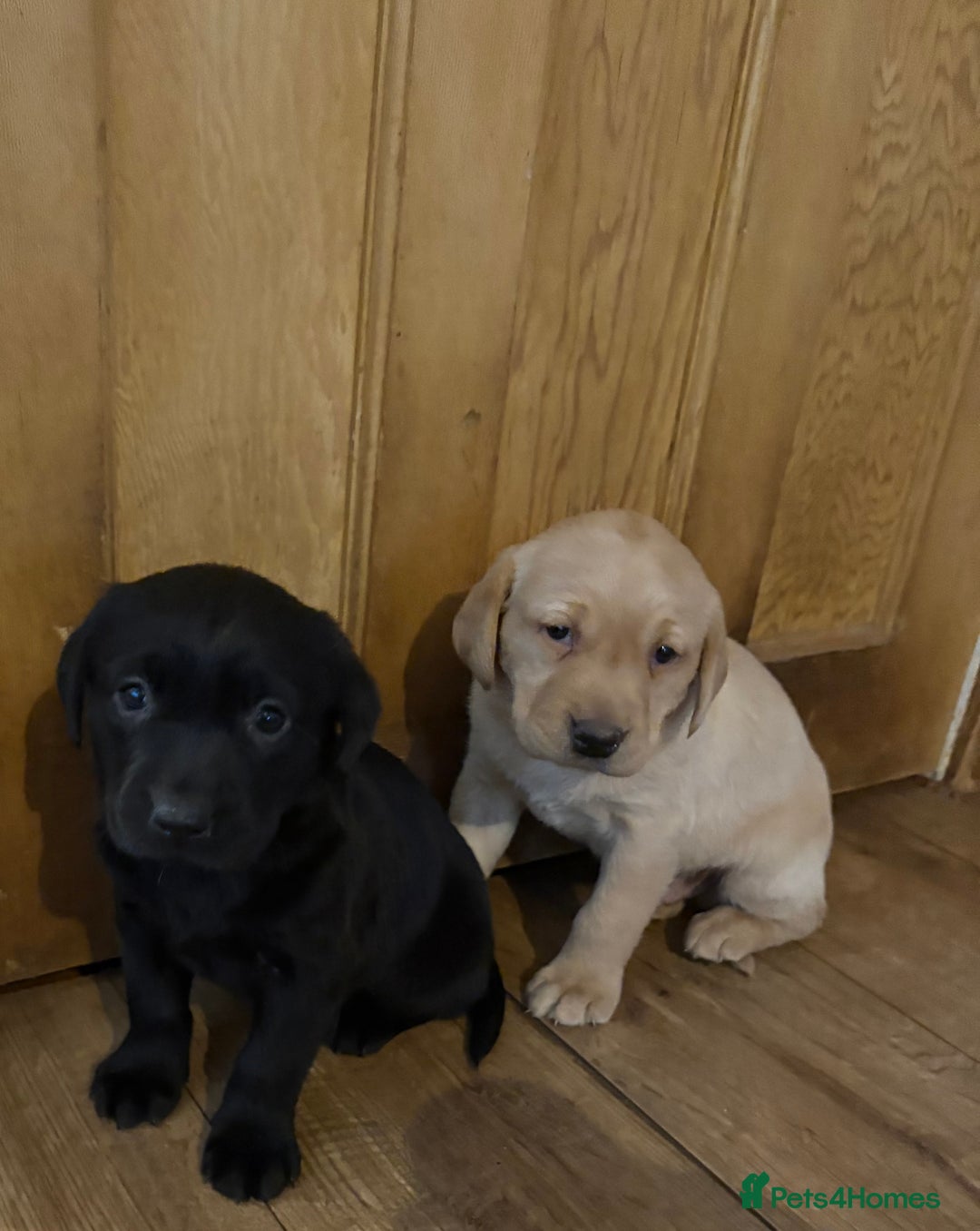 Labrador Retriever dogs for sale: 🐶KC Registered Labradors 🐶 - Advert 11