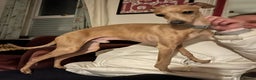 Italian Greyhound dogs for stud: Tiny stud with larger than life personality  - Advert 10