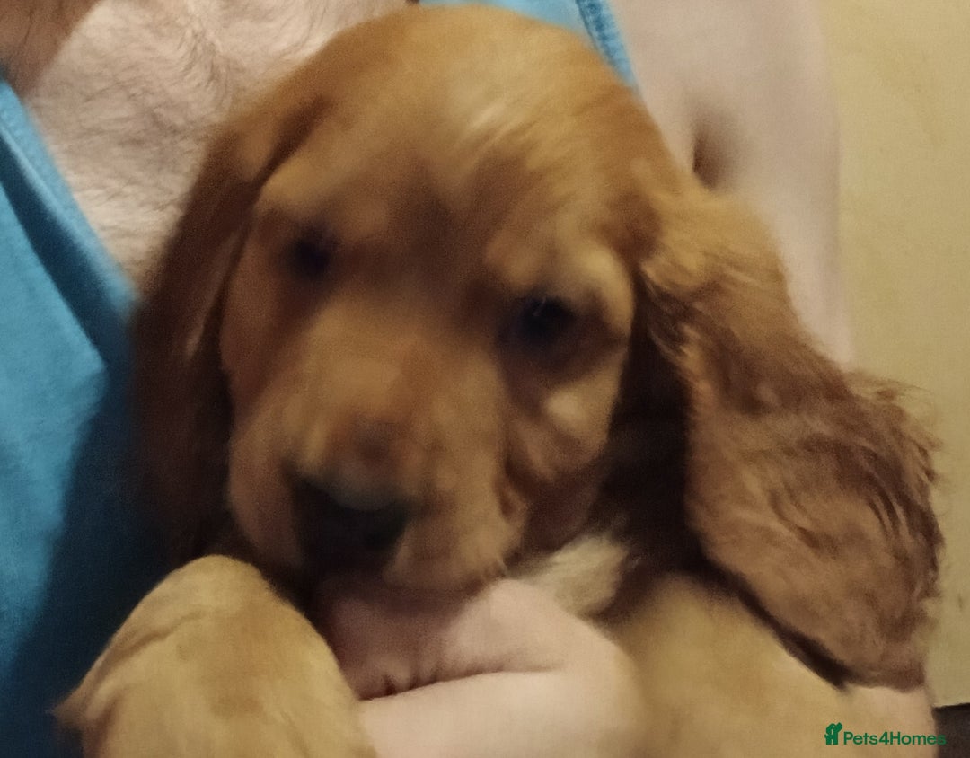 Cocker Spaniel dogs for sale: 2 cocker spaniel puppies left  - Advert 20