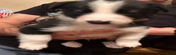 Border Collie dogs for sale: Border Collie Puppies - Advert 6