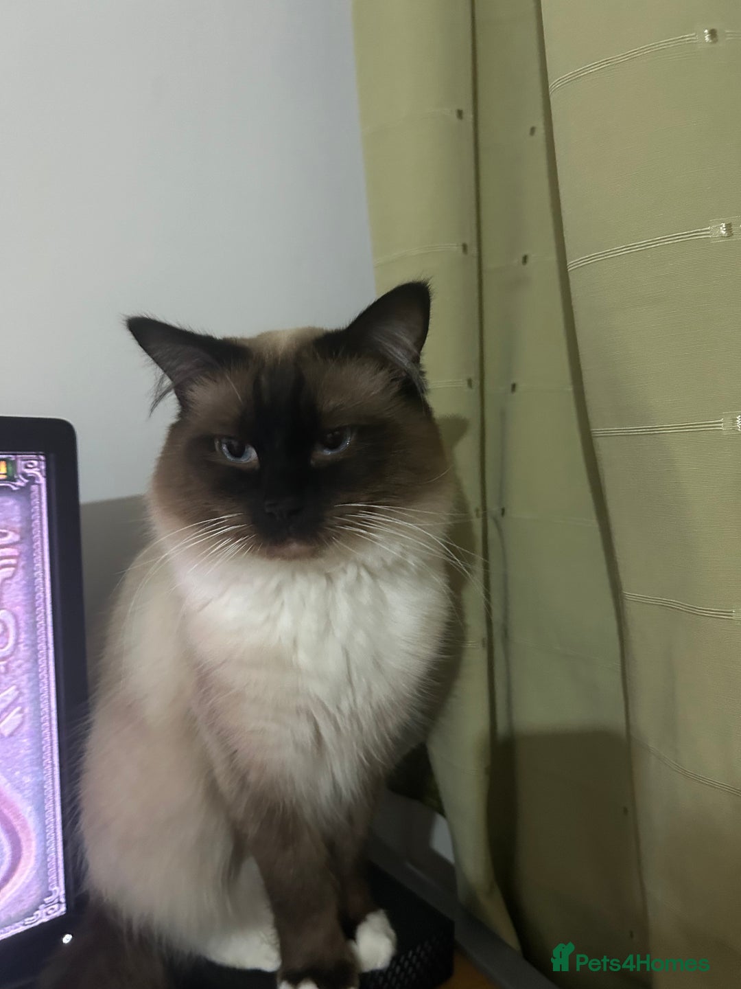 Ragdoll cats for sale: A real ragdoll - Advert 15