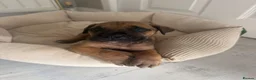 Mixed Breed dogs for sale: Cane corso x Presa canario pups  in Houghton le Spring - Advert 4