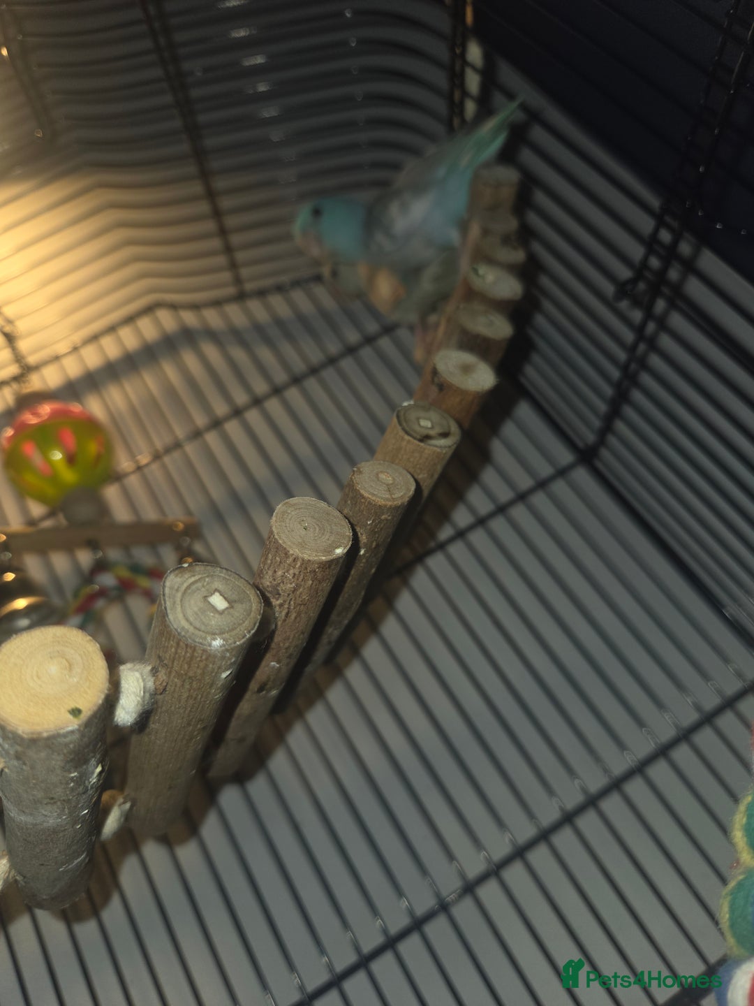 Parakeets birds for sale: Parrotlets x2 - Advert 7