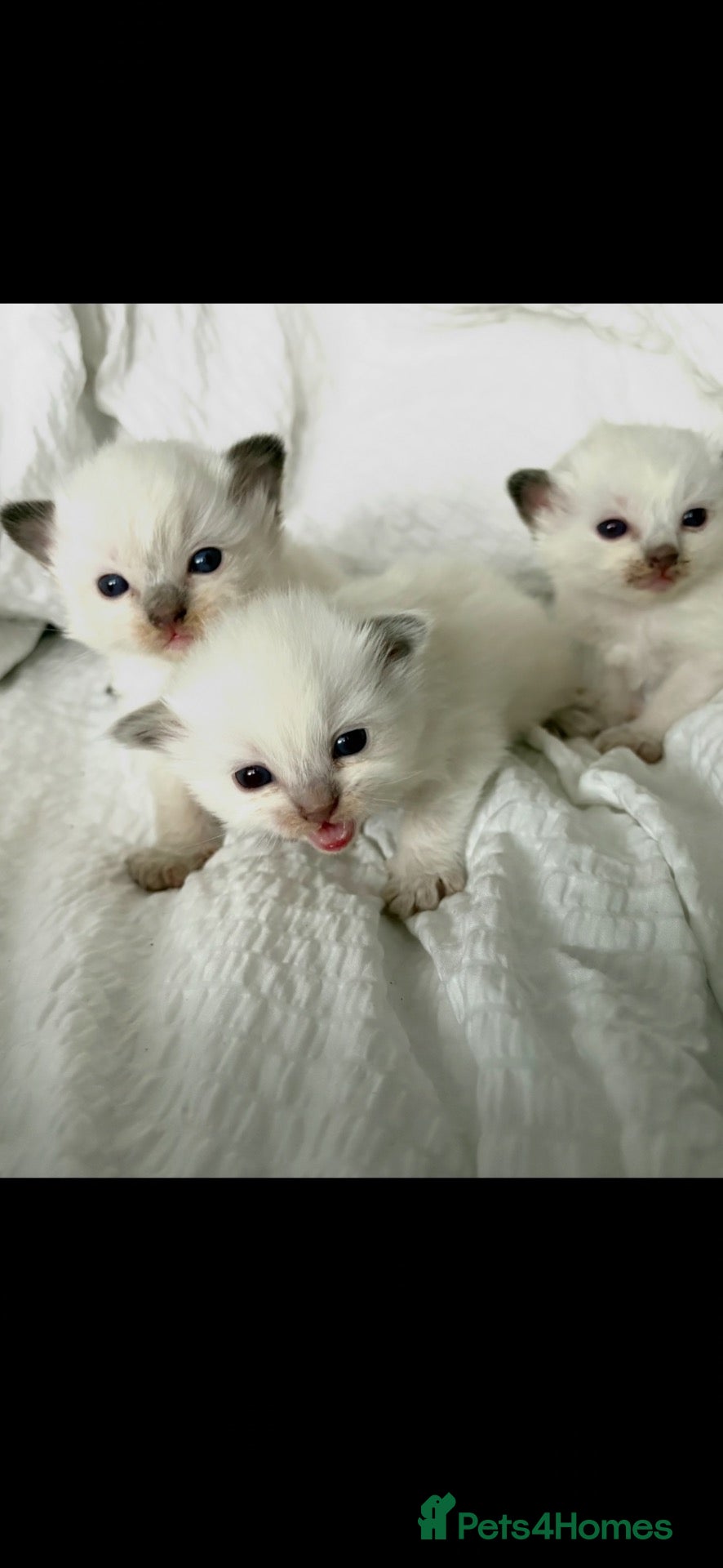 Ragdoll cats 🎀 ADORABLE GCCF Babies 🎀 - Advert 14
