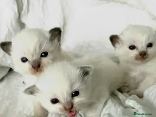 Ragdoll cats 🎀 ADORABLE GCCF Babies 🎀 - Advert 14