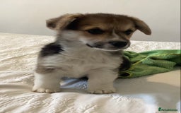 Welsh Corgi Pembroke dogs for sale: Welsh Pembroke Corgi Ready to leave 2 girls 1 boys - Advert 6