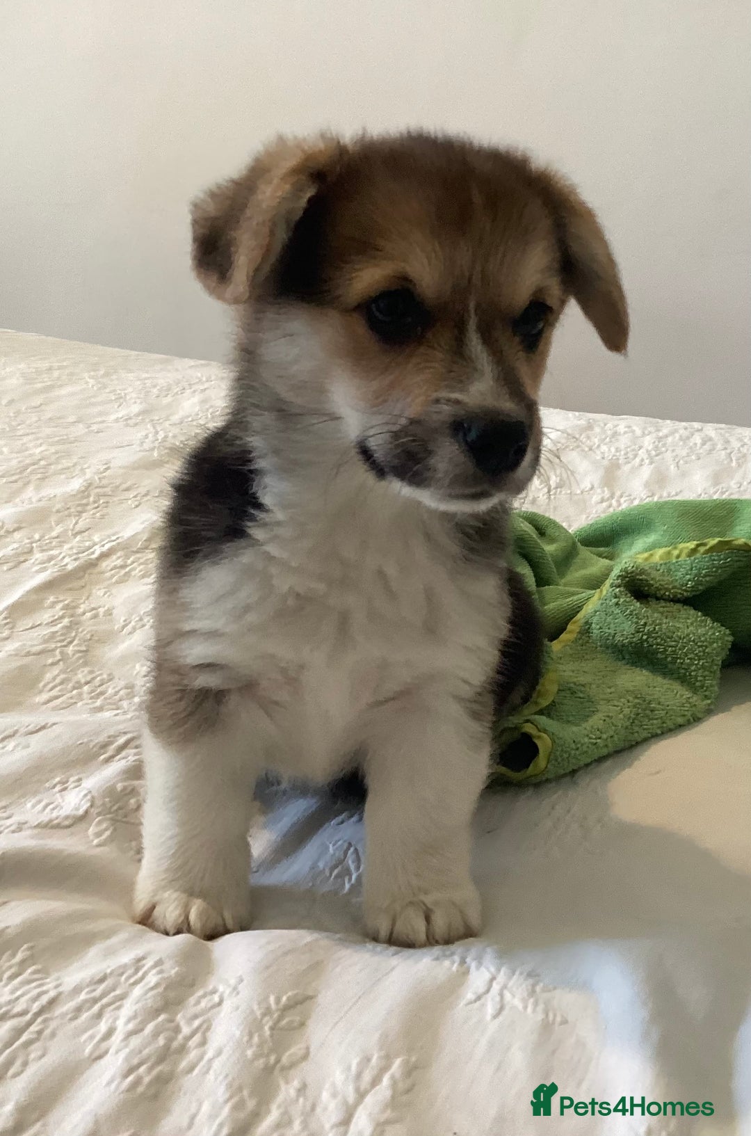 Welsh Corgi Pembroke dogs for sale: Welsh Pembroke Corgi Ready to leave 2 girls 1 boys - Advert 6