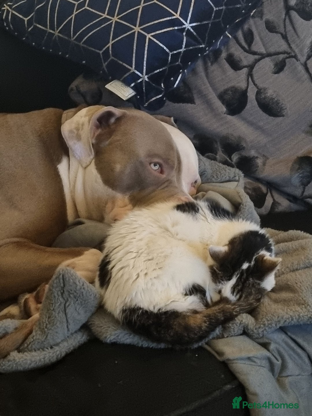 American Bulldog dogs for stud: 2 year old American Bulldog for stud - Advert 2