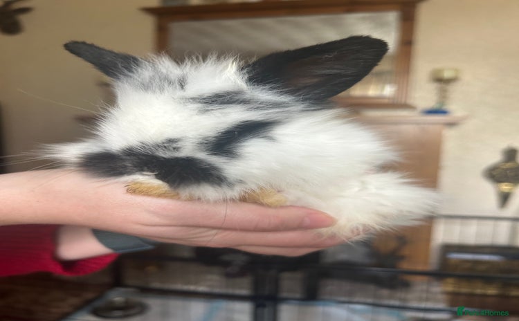 Mini Lion Lop rabbits - Advert 4