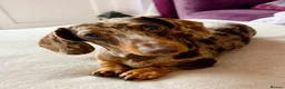 Miniature Dachshund dogs for stud: Miniature Dachshund for Stud - Advert 2