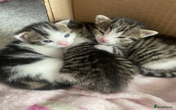 Domestic Shorthair cats for sale: Adorable, Friendly little pickles - Image 1