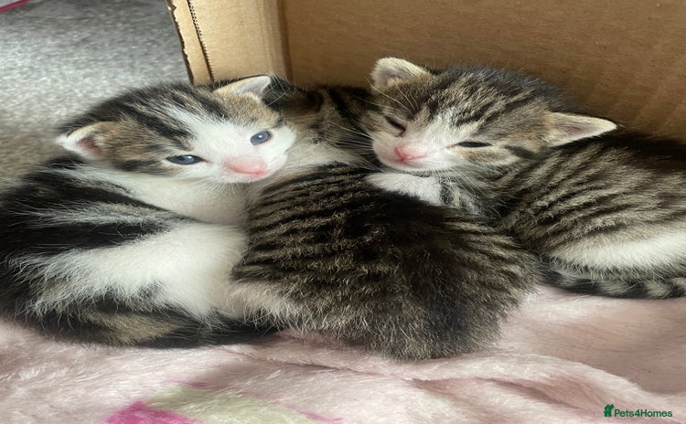 Domestic Shorthair cats - Advert 16