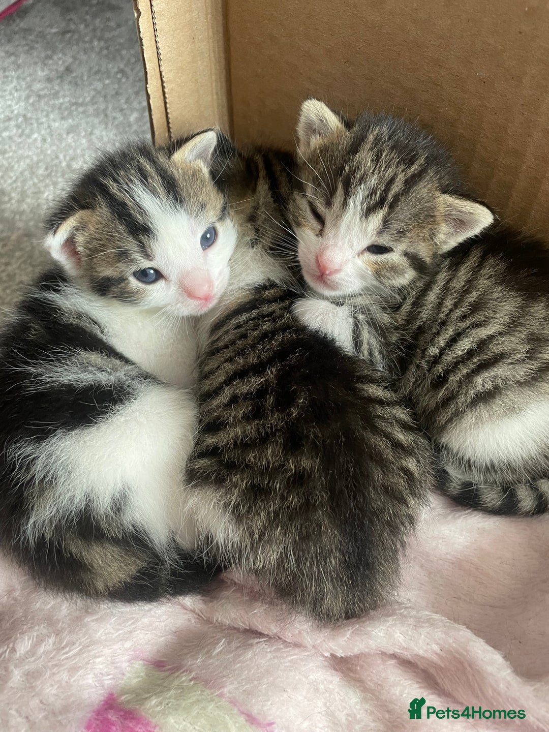 Domestic Shorthair cats for sale: Adorable, Friendly little pickles - Image 1