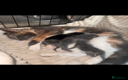 British Shorthair cats for sale: ****3 BABIES LEFT**** - Image 5