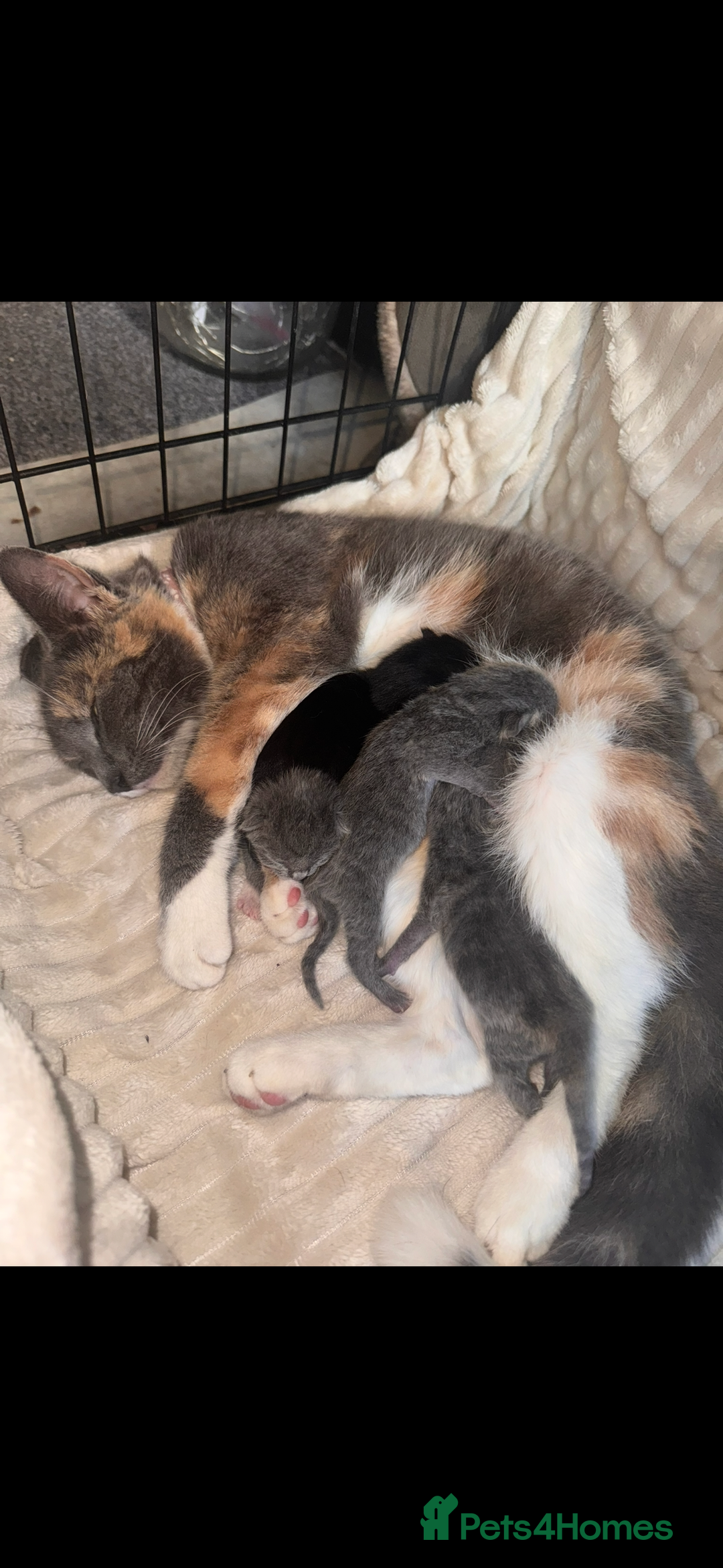 British Shorthair cats for sale: ****3 BABIES LEFT**** - Image 5