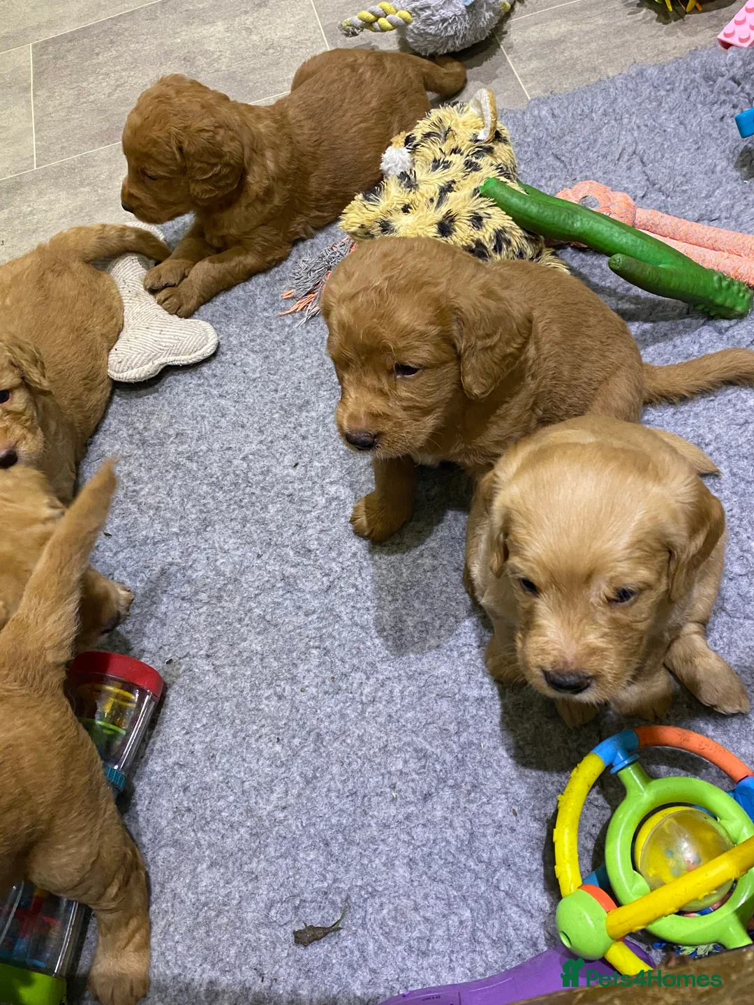 Labradoodle dogs for sale: F1 Red Miniature Labradoodles  - Advert 20