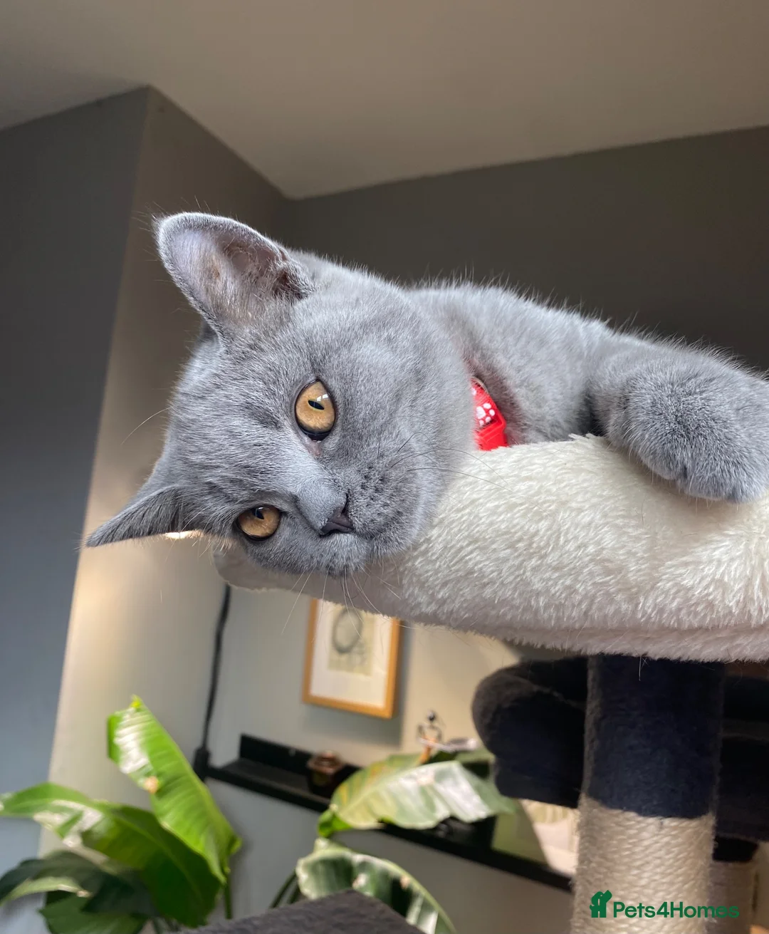 British Shorthair cats for sale: Active registered GCCF/TICA Female Kitten  - Advert 2