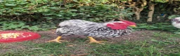Chickens poultry for sale: Silkie, wayandotte chicken in King's Lynn - Advert 3