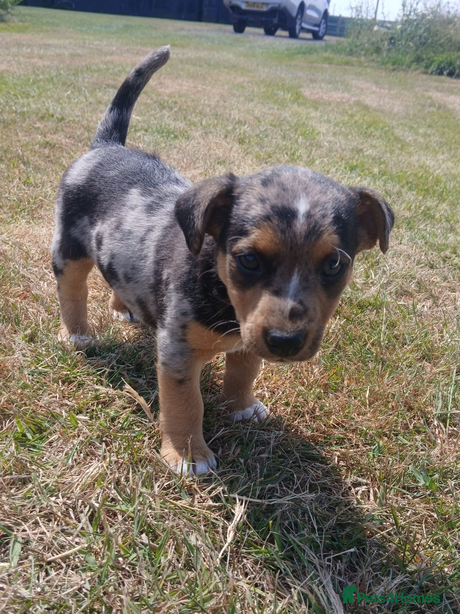 Jack Russell dogs Jack Russell Puppies  - Advert 6