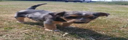 Jack Russell dogs for sale: Jack Russell Puppies  - Advert 1