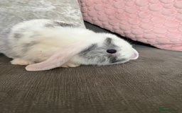 Mini Lop rabbits for sale: Beautiful mini lop rabbits for sale - Image 24
