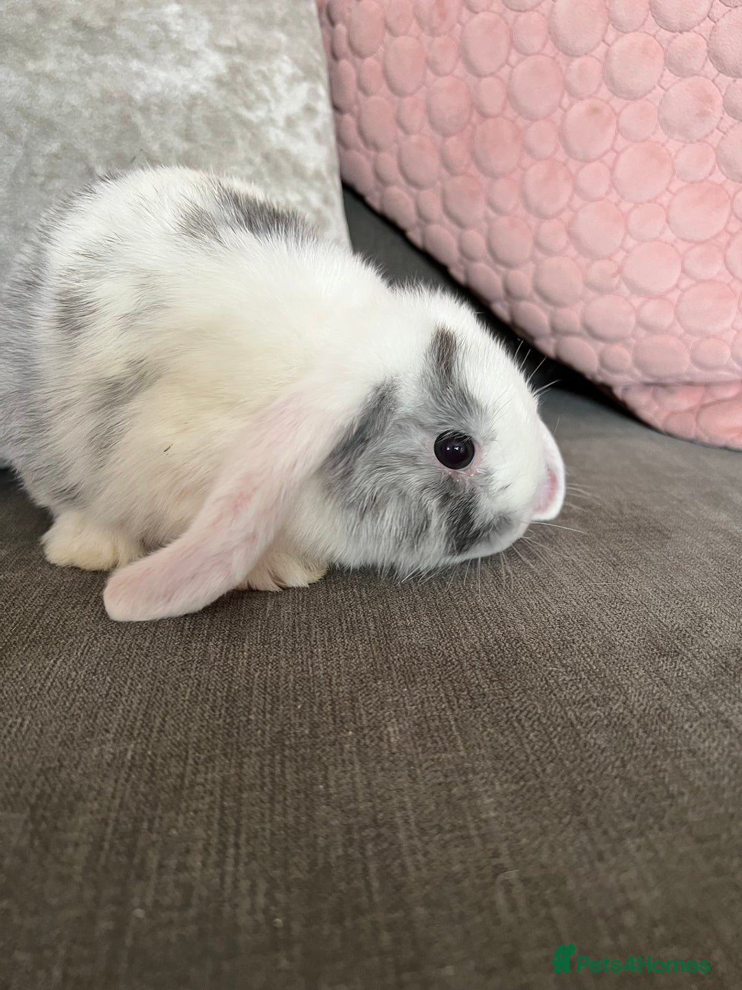 Mini Lop rabbits for sale: Beautiful mini lop rabbits for sale - Image 24