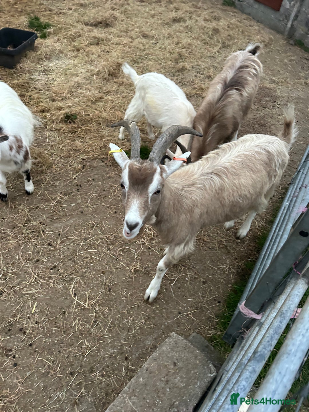 Goats livestock for sale: Mixed goats - Advert 9