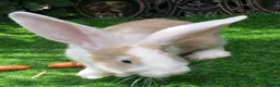 Continental Giant rabbits for sale: PURE Continental Giant Kits - VACCINATED  RESERVE  - Advert 7