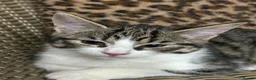 Mixed Breed cats for sale: Gorgeous Fluffy Kittens. Beautiful Little Souls🤍 - Advert 36