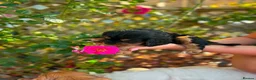 Cavalier King Charles Spaniel dogs for sale: Cavalier king charles spaniels  - Advert 6