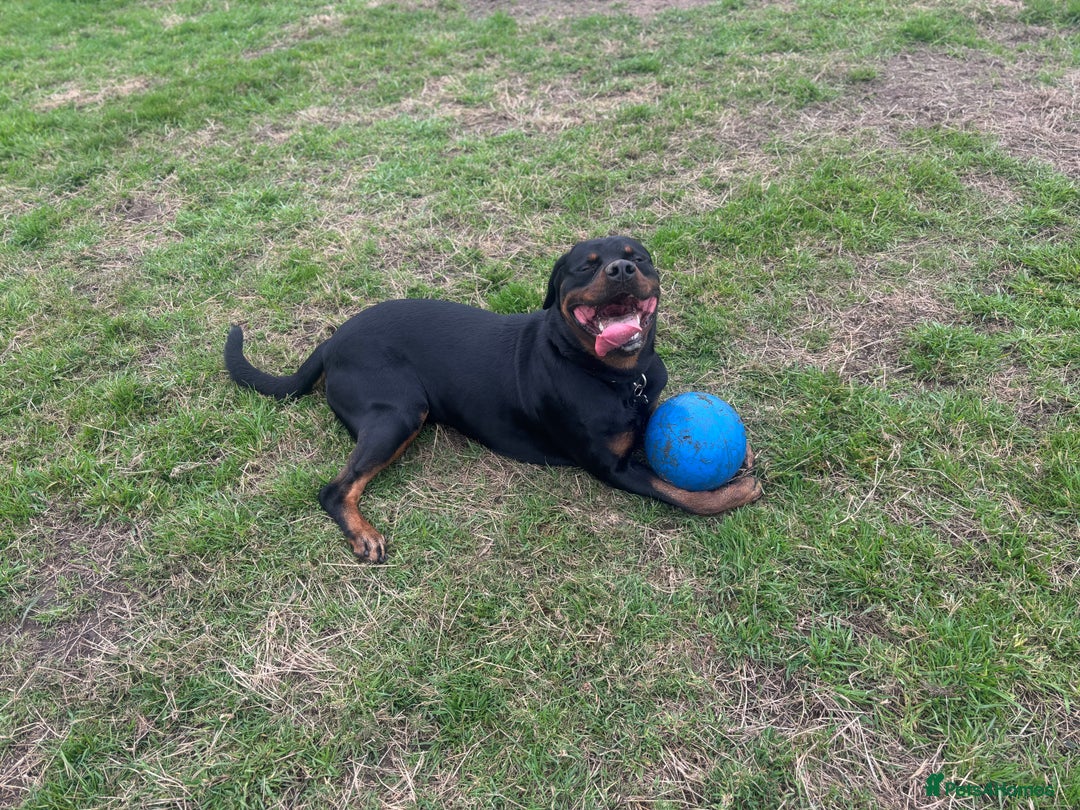 Rottweiler dogs for sale: Rottweiler for Adoption – Experienced Home Only - Advert 2