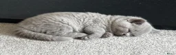 British Shorthair cats for sale: Beautiful confident fluffy British shorthair  - Advert 37